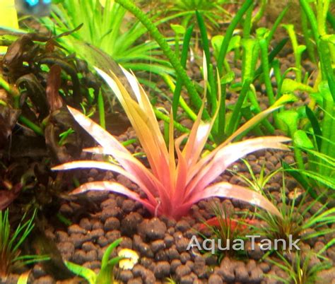 Eriocaulon sp. King Crimson seeds aquarium plant | AquaTank Rare Aquarium Plants | Freshwater ...