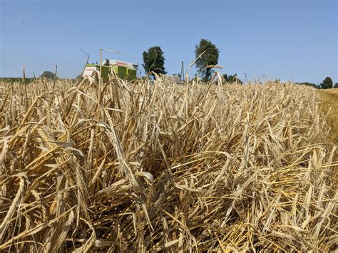 COCERAL niższe zbiory zbóż w Unii Europejskiej i Wielkiej Brytanii