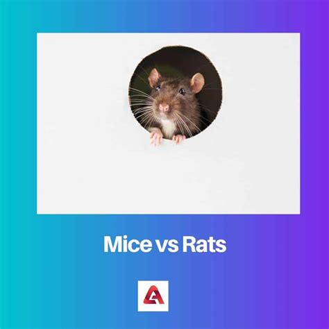 Souris Vs Rats Diff Rence Et Comparaison