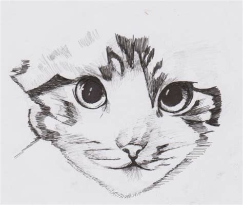 Original Cat Pen And Ink Drawing Susan Dunn Drawings Illustration