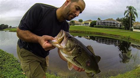 Bass Fishing Giant Florida Golf Course Pond Bass 2 Youtube