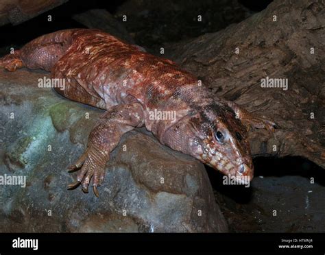 Argentine Giant Red Tegu Lizard Tupinambis Rufescens Salvator