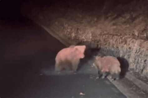 Video Un Ours Attaque Un Sanglier Sur Une Route Dans Les Pyr N Es