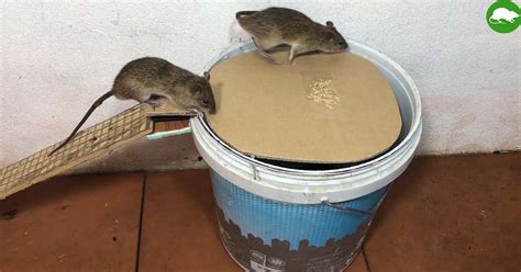 Trampas Para Ratas Y Todo Tipo De Plagas Casera Tuve Que Verlo