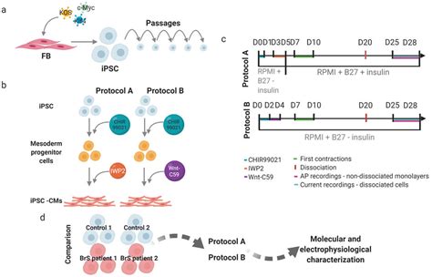 Cardiomyocyte Differentiation Service From Ipsc Creative Bioarray