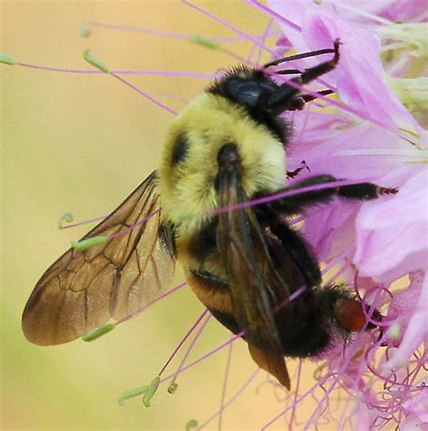 Brown Belted Bumblebeebombus Griseocollis Bombus Griseocollis