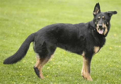 Doberman Shepherd Dog Breed Guide