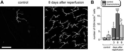 The Density Of Gsa Lectin Labeled Microglial Immune Cells At The