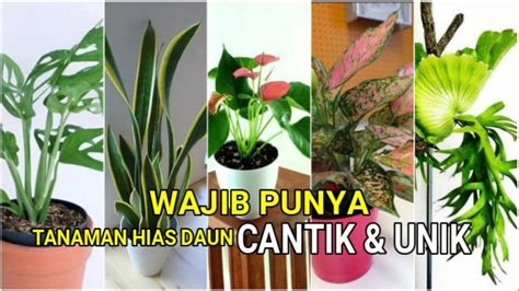 Tanaman Hias Dengan Daun Terunik Yang Wajib Di Koleksi Youtube