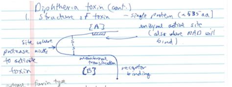 Pathogenic Microbiology Exam 3 Review Complete Flashcards Quizlet