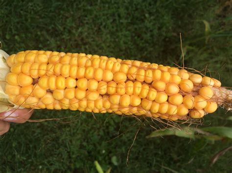 Hybrid Seed Corn Production 101 Texan Meets Midwest