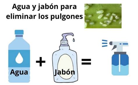 C Mo Preparar Agua Jabonosa Para Eliminar Pulgones De Las Plantas En