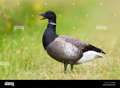 Brant Branta Bernicla In Grass Texel Noord Holland Netherlands