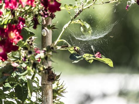 Rosal con las hojas amarillas causas y cómo curarlo Guía práctica