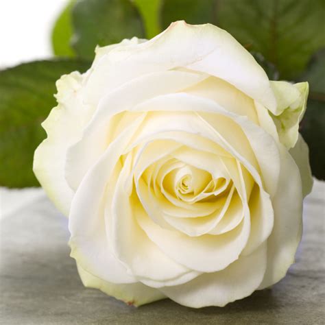 Beautiful White Rose Stock Photo 6128762 Bildagentur Panthermedia