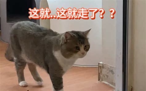 当猫的日常打闹被我加上了配音 Caesar Cat Caesar Cat 哔哩哔哩视频