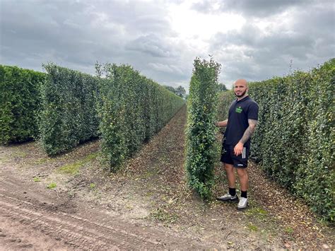 Wild Privet Instant Hedging Units - Ligustrum vulgare 'Atrovirens