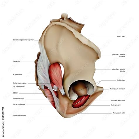 Diagram Of The Structure Of The Bones And Muscles Of The Human Pelvis