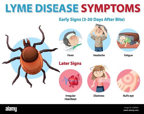 Lyme Borreliose Symptome Informationen Infografik Illustration Stock Vektorgrafik Alamy