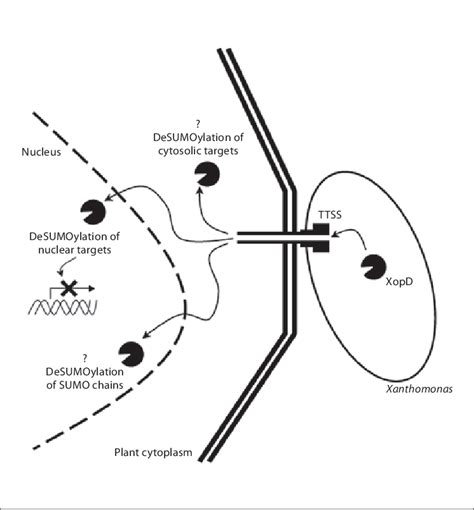 The Functions Of Xopd In Bacterial Infection Of Plant Cells The