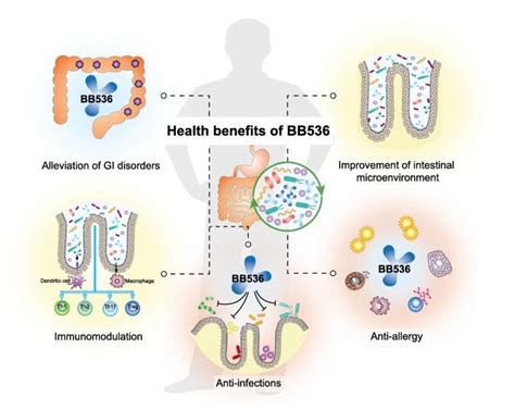 Beneficial Effects Of Bifidobacterium Longum Subsp Longum Bb536 On