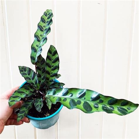 Rattlesnake Plant Calathea Insignis Mm The Jungle Collective