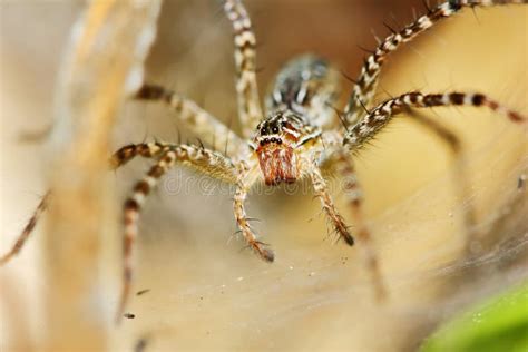 Photography of Jumping Spider on Spider Web for Background Stock Image ...