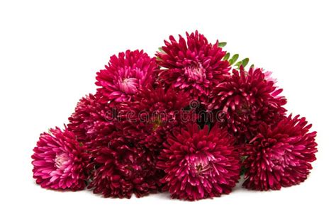 Red aster stock photo. Image of flora, floral, color - 100024342