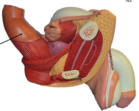 Male Anatomy Diagram Quizlet