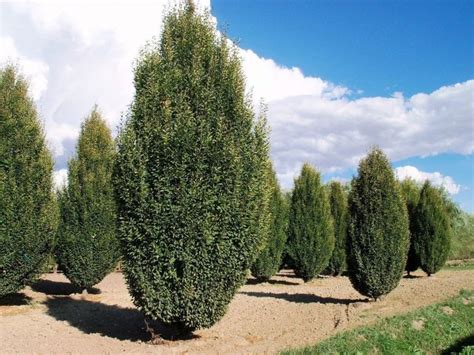 Купить саженцы декоративных деревьев и кустарников в Москве с доставкой