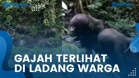 Dua Ekor Gajah Muncul Di Nagari Durian Gadang Sijunjung Direkam Warga