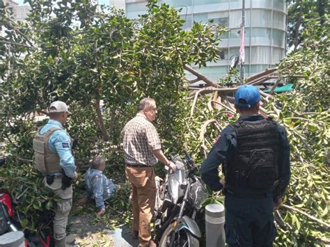 Arbol De Metros Cae Sobre Personas En Polanco Meganoticias