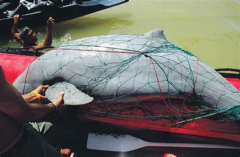 Bangkok Post Sink Or Swim Irrawaddy Dolphins On The Brink In South