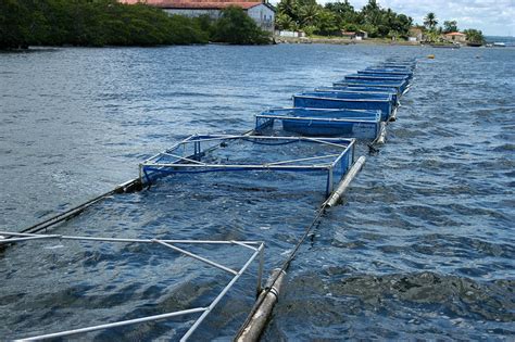 Cria O De Peixes Em Cativeiro Mar Sem Fim