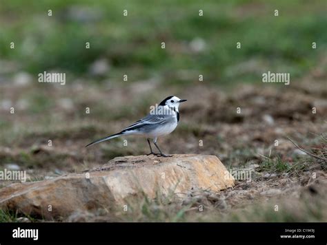 White Wagtail Motacilla Alba Spain Winter Stock Photo Alamy