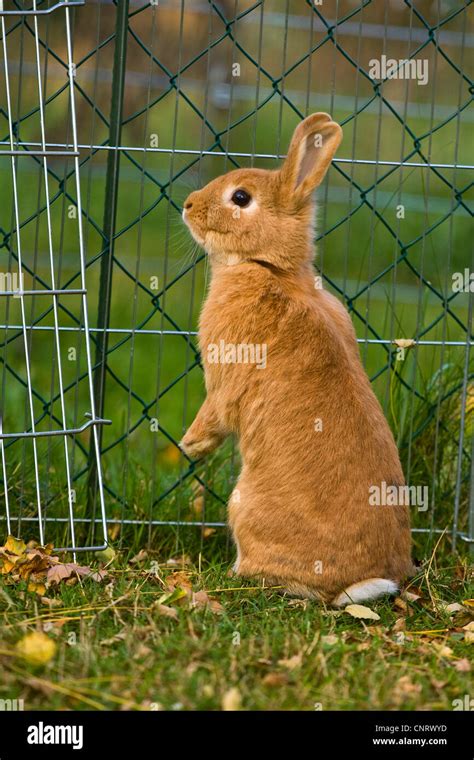 Conejo Enano Oryctolagus Cuniculus F Domestica Conejo Enano Rojo