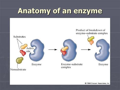 Enzymes