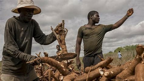 Kritik An Landwirtschaftsprojekt In Afrika F Rderung Afrikanischer