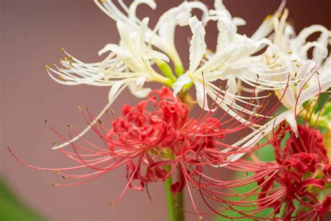 Lycoris Spider Lilies