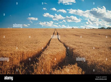 Campo De Trigo Amarillo Y Cielo Azul Hermosa Foto De Verano En La