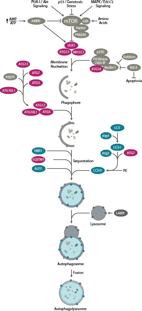 Autophagy Pathway