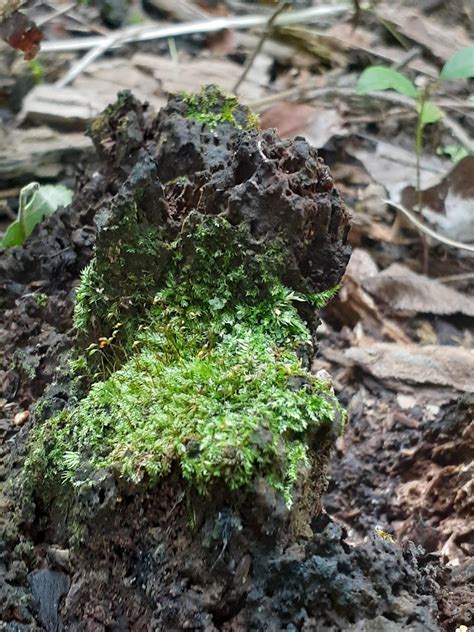 Just Some Cute Little Moss I Saw On My Morning Walk Rmoss