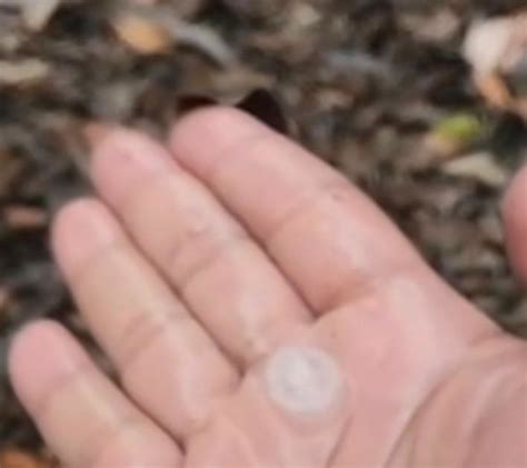 VÍDEO entusiasmado morador registra chuva de granizo em Autazes VEJA