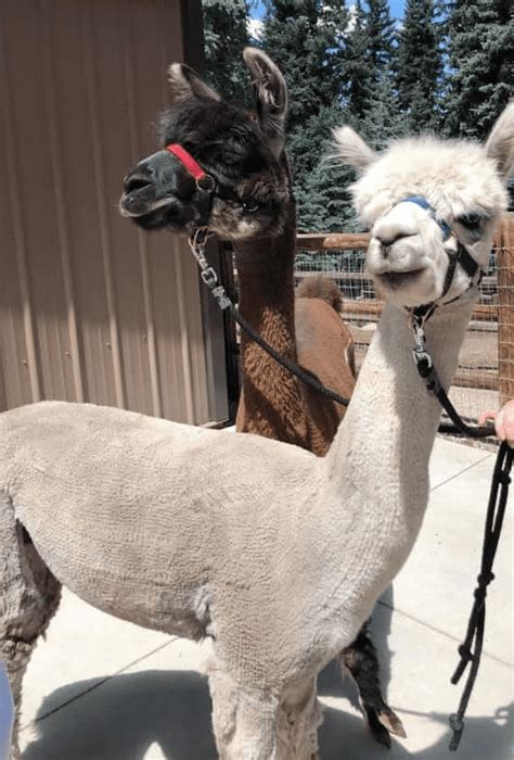 Alpaca Farm What To Know About Raising Alpacas