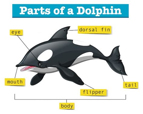 Premium Vector | Diagram showing parts of dolphin