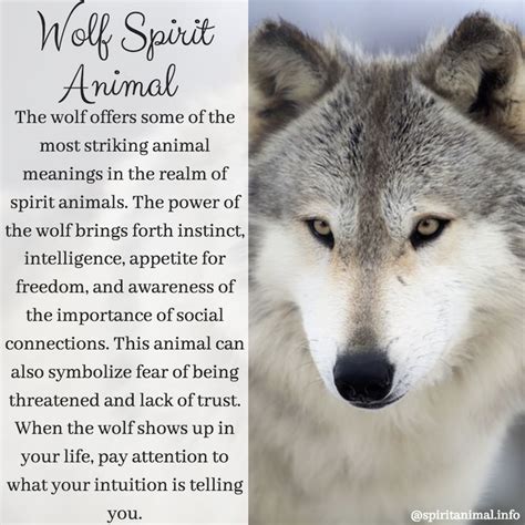 Wolf Spirit Animal Totem Meaning