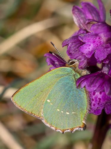 Callophrys Rubi ¦ Green Hairstreak ¦ Eurobutterflies