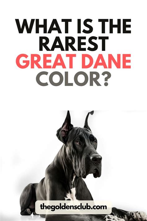 Discover The Rarest Great Dane Color