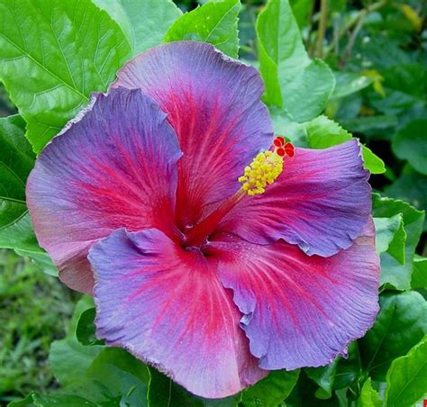 Electric Blue Hibiscus Soooo Pretty Purple Hibiscus Hibiscus