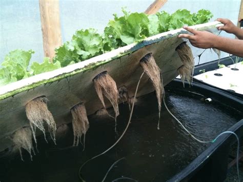 How To Make An Aquaponic Fish Tank At Candi Johnson Blog